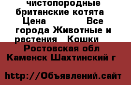 чистопородные британские котята › Цена ­ 10 000 - Все города Животные и растения » Кошки   . Ростовская обл.,Каменск-Шахтинский г.